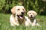 LABRADOR 1178
